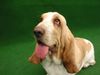 Basset Hound Foto: CH Swede Sun´s Vanja import Swede (ID 5375) Basset Hound Hund