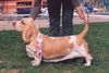 Basset Hound Foto: Swede Sun´s Vanja (ID 9289) Basset Hound Hund