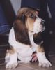Basset Hound Foto: Abbey!! (ID 4363) Basset Hound Hund