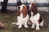 Basset Hound Foto: Amanda und Oli (ID 4680) Basset Hound Hund