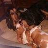 Basset Hound Hund