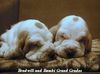 Basset Hound Foto: Bradwill und Bambi (ID 9204) Basset Hound Hund