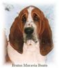 Basset Hound Foto: Brutus Moravia Bento (ID 9205) Basset Hound Hund