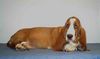 Basset Hound Foto: Chestnut (ID 6398) Basset Hound Hund
