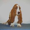 Basset Hound Foto: Ches (ID 6399) Basset Hound Hund