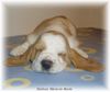 Basset Hound Foto: Darleen Moravia Bento (ID 9203) Basset Hound Hund