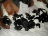 Basset Hound Foto: Welpen von Pressburger Burger 2 Tage alt (ID 4679) Basset Hound Hund