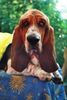 Basset Hound Hund