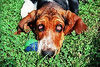 Basset Hound Hund