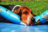 Basset Hound Hund