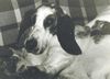 Basset Hound Hund