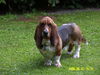 Basset Hound Hund