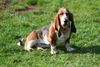 Basset Hound Hund