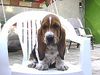 Basset Hound Hund