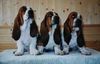 Basset Hound Foto: Buster,Bady und Basko Moravia Bento (ID 5286) Basset Hound Hund