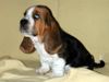 Basset Hound Foto: Was wollen die denn??? (ID 5613) Basset Hound Hund
