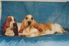 Basset Hound Foto: kennel Moravia Bray (ID 5153) Basset Hound Hund