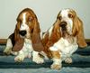 Basset Hound Foto: Vilbur und Ornela (ID 9206) Basset Hound Hund