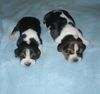 Basset Hound Foto: Claudie und Cita Moravia Bento (ID 5284) Basset Hound Hund