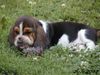 Basset Hound Foto: DAS IST DER BALDY (ID 5158) Basset Hound Hund