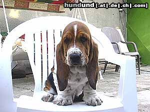 Basset Hound Hunde Foto 22294 Basset Hound Queen´s Hermelin