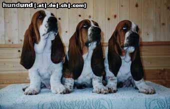 Basset Hound Hunde Foto 5286 Basset Hound Buster,Bady und Basko Moravia Bento