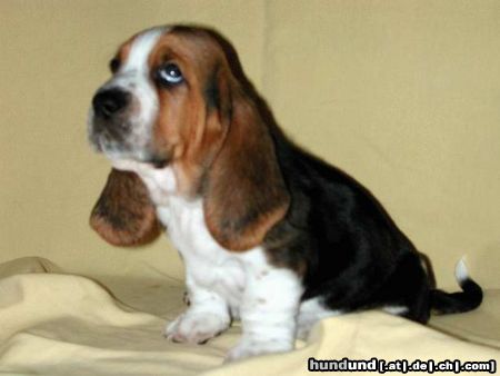 Basset Hound Hunde Foto 5613 Basset Hound Was wollen die denn???