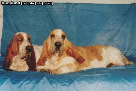 Basset Hound Hunde Foto 5153 Basset Hound kennel Moravia Bray