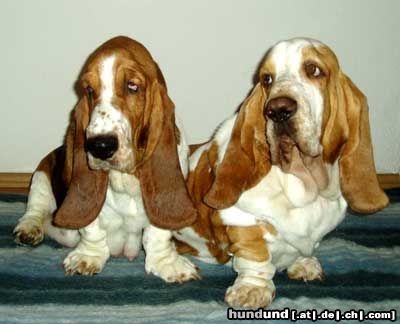Basset Hound Hunde Foto 9206 Basset Hound Vilbur und Ornela