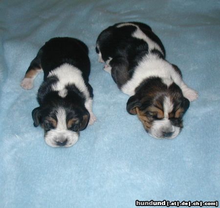 Basset Hound Hunde Foto 5284 Basset Hound Claudie und Cita Moravia Bento