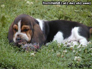Basset Hound Hunde Foto 5158 Basset Hound DAS IST DER BALDY