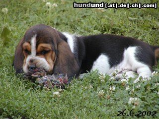 Basset Hound DAS IST DER BALDY