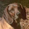 Bayerischer Gebirgsschweisshund, Bayerische Gebirgsbracke Bayerischer Gebirgsschweisshund, Bayerische Gebirgsbracke