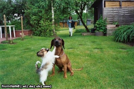 Bayerischer Gebirgsschweisshund Hunde Foto 15523 in höherer Auflösung ansehen Bayerischer Gebirgsschweisshund Boris