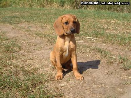 Bayerischer Gebirgsschweisshund Hunde Foto 5554 Bayerischer Gebirgsschweisshund Unsere kleine Tessa (hier mit 10 Wochen) wirbelt unser Leben ganz schön durcheinander, auch wenn man das auf diesem Photo nicht erkennen kann!