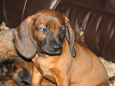 Bayerischer Gebirgsschweisshund Hunde Foto 32357 Bayerischer Gebirgsschweisshund z Klanu Posokowcow FCI
