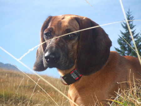 Bayerischer Gebirgsschweisshund Hunde Foto 26865 Bayerischer Gebirgsschweisshund Anton v.d. Fuchsmühle
