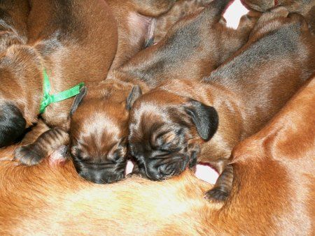 Bayerischer Gebirgsschweisshund Hunde Foto 28662 in höherer Auflösung ansehen Bayerischer Gebirgsschweisshund z Klanu Posokowcow FCI