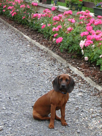 Bayerischer Gebirgsschweisshund Hunde Foto 34095 Bayerischer Gebirgsschweisshund URKE z Klanu Posokowcow FCI
