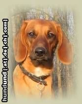 Bayerischer Gebirgsschweisshund Hunde Foto 9501 Bayerischer Gebirgsschweisshund Tessa - 7 Monate