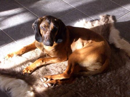 Bayerischer Gebirgsschweisshund Hunde Foto 28212 in höherer Auflösung ansehen Bayerischer Gebirgsschweisshund Asira von der Fuchsmühle