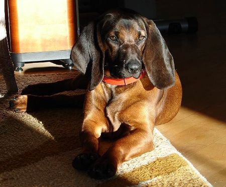 Bayerischer Gebirgsschweisshund Hunde Foto 27556 in höherer Auflösung ansehen Bayerischer Gebirgsschweisshund