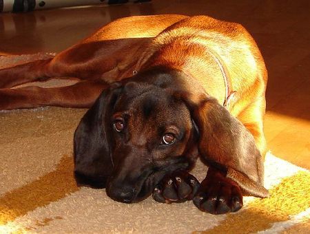 Bayerischer Gebirgsschweisshund Hunde Foto 27557 in höherer Auflösung ansehen Bayerischer Gebirgsschweisshund