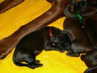 Bayerischer Gebirgsschweisshund Hunde Foto 28661 in höherer Auflösung ansehen Bayerischer Gebirgsschweisshund z Klanu Posokowcow FCI