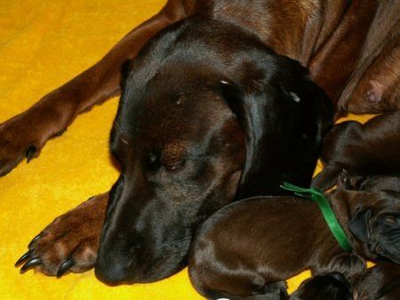 Bayerischer Gebirgsschweisshund Hunde Foto 28660 in höherer Auflösung ansehen Bayerischer Gebirgsschweisshund z Klanu Posokowcow FCI