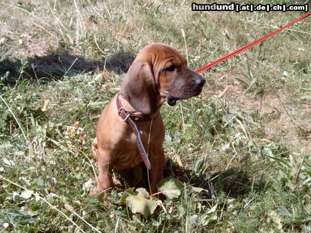 Bayerischer Gebirgsschweisshund Hunde Foto 6418 Bayerischer Gebirgsschweisshund BGS Welpe mit 4 Monaten