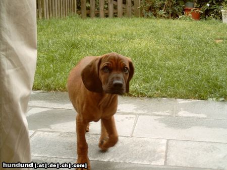 Bayerischer Gebirgsschweisshund Hunde Foto 6459 Bayerischer Gebirgsschweisshund ich komme
