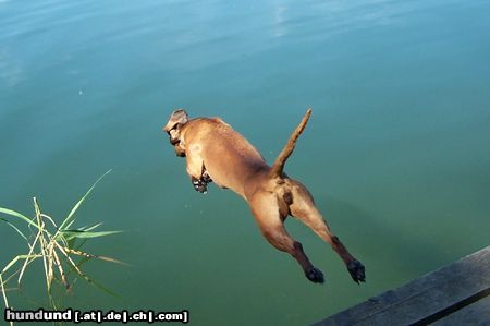 Bayerischer Gebirgsschweisshund Hunde Foto 18005 in höherer Auflösung ansehen Bayerischer Gebirgsschweisshund Alga