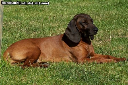Bayerischer Gebirgsschweisshund Hunde Foto 18007 in höherer Auflösung ansehen Bayerischer Gebirgsschweisshund Alga