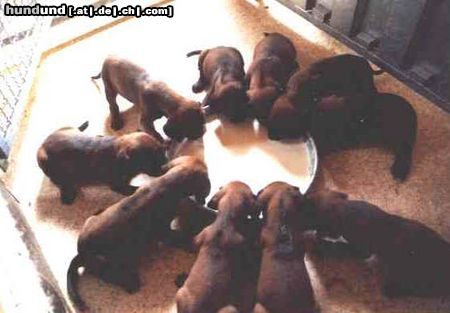 Bayerischer Gebirgsschweisshund Hunde Foto 20933 in höherer Auflösung ansehen Bayerischer Gebirgsschweisshund die keinen fressen